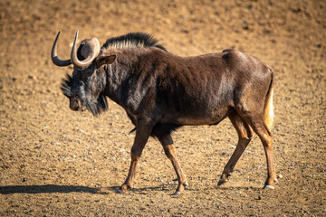 Black wildebeest walks across bare rocky pan