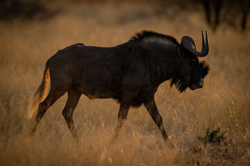 Black wildebeest walks on grass at dawn