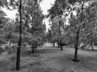 black and white trees at the park