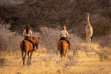Brunette and blonde following giraffe on horseback