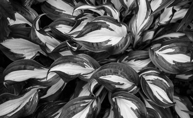 Black and white photo of a perennial host plant