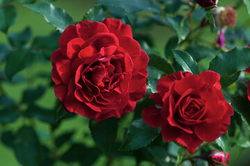 Red roses in bloom, Lady Ryder of Warsaw modern shrub bred by Harkness