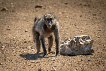 Chacma baboon crouches by salt eyeing camera