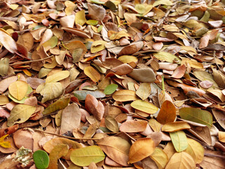 pile of autumn leaves pattern