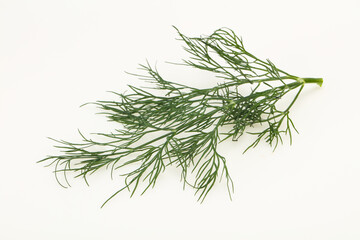 Fresh green dill herb branch