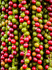 The fruit of Arenga pinnata, Kuching Sarawak.