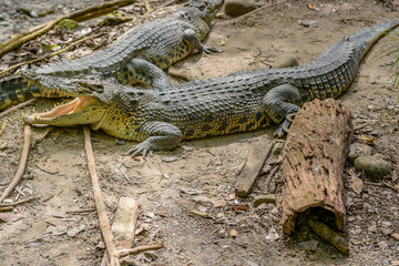 Crocodile resting.