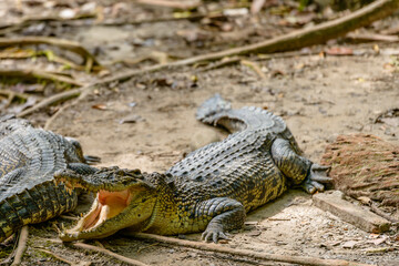 Crocodile resting.