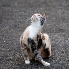 When I went to the temple, there was a friendly cat there.
