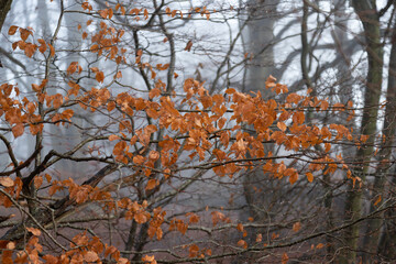 Orange autumn beech leaves on branch in winter with rain and mist in forest 