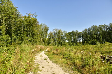 Fototapeta na wymiar Chemin de randonnée entre les étangs des Enfants Noyés et le parc Tournay-Solvay en forêt de Soignes à Watermael-Boitsfort