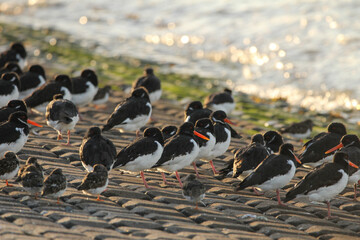a group of oystercatchers sits at the sea dyke of the westerschelde sea with high tide at a sunny...