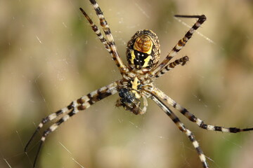 Banded Garden Spider (Argiope trifasciata)