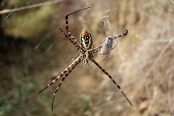 Banded Garden Spider (Argiope trifasciata) with a prey