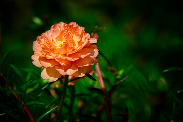 single orange yellow mose rose blooming bright sunlight