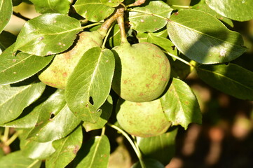 Poires prête à cueillir au potager du parc Tournay-Solvay à Watermael-Boitsfort 