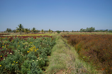 Obraz premium Fields and Flowers in Tamil Nadu, India