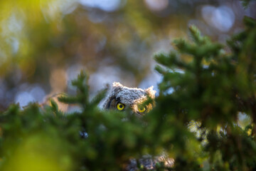 This Great Horned Owlet is peering down from its perch.
Photographed in Cheticamp, Nova Scotia, Canada.

© Michel JS Soucy 