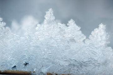 Frost in cold weather on plants in close-up.