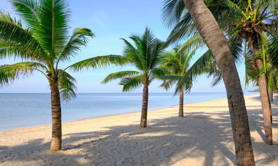 Obraz na płótnie Canvas Sandy beach with coconut palm tree and blue sky . Tropical landscape . Summer vacations . 
