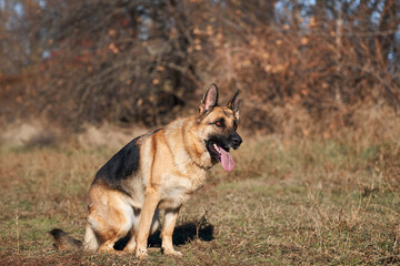 Charming obedient thoroughbred dog looks carefully. German shepherd black and red color with brown eyes and pink tongue sitting focused on nature and waiting for play and train.