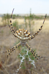 Lobed Argiope (Argiope lobata)