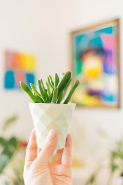 Crassula Ovata Gollum in small geometrical light green plant pot held in female hand against colorful background