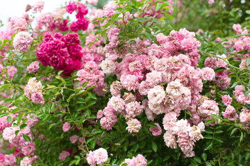 Bushes of pink roses in the garden. Gardening, plants for landscape design.