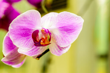Blooming Pink Orchid flower