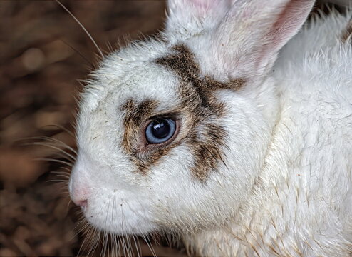 Close up of rabbit face