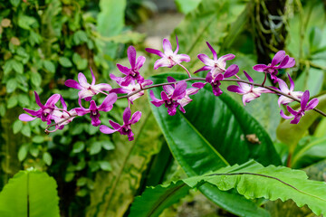 Naklejka premium Blooming Purple Orchid flower in green background
