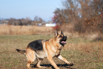 Charming obedient thoroughbred dog looks carefully and gets ready to play and run. German shepherd black and red color with brown eyes and pink tongue looks forward intently and waits to jump.