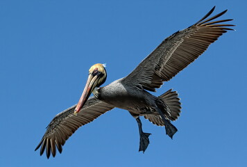 Brown pelican in flight