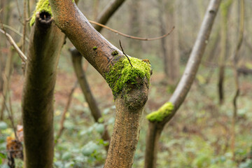 Moss covered dead fallen branches of trees in misty ghost forest in winter