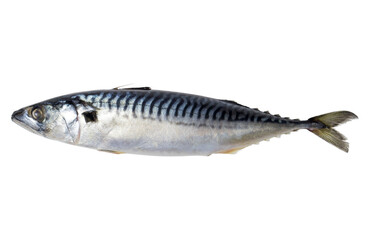 Mackerel on white isolated background. Fresh sea fish on white background