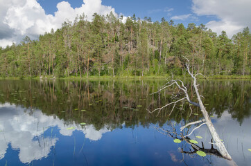 Obraz premium View from water on the Upper Pulongskoye Lake in Karelia (Russia)