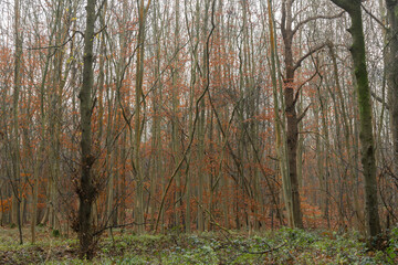 Obraz premium Young beech trees in winter with orange leaves in the mist and fog in a forest