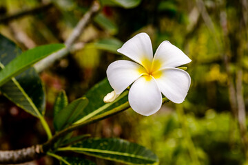 Frangipani or Champa flower blooming in the park