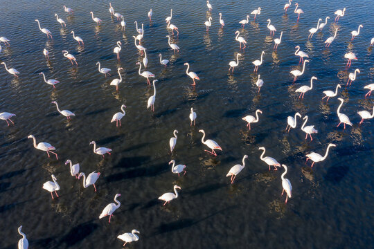 Flock of Flamingos resting in a shallow lagoon, Aerial image.
