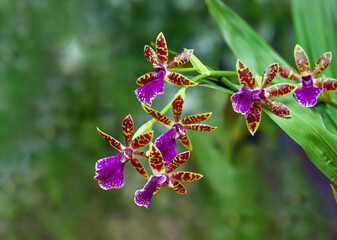 Branch of zygopetalum orchid blossoms.