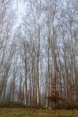 Beautiful tall slender bare trees in forest woodland in winter mist and fog