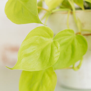 Philodendron Lemon Lime in white painted terracotta pot against red brick wallpaper in background on mint green shelf.