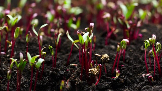 Plant Growing in Timelapse, Beet seeds, Sprouts Germination, Spring and Summer Agriculture