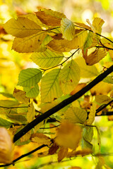 The warm colors of autumn leaves.