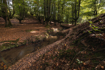 Fototapeta premium fairytale tree forest