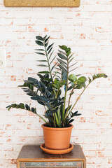 Zamioculcas Zamiifolia Raven in terracotta plant pot against red brick wallpaper