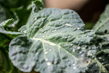 Water droplets on the leaf