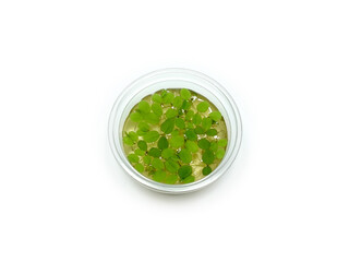 Bunch of salvinia natans leaves in 6,5 cm cup ready for sale