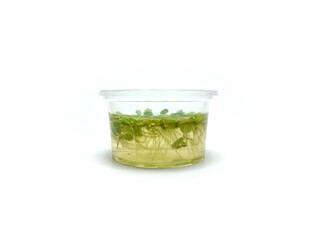 Bunch of salvinia natans leaves in 6,5 cm cup ready for sale