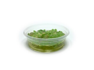 Bunch of salvinia natans leaves in 9,5 cm cup ready for sale